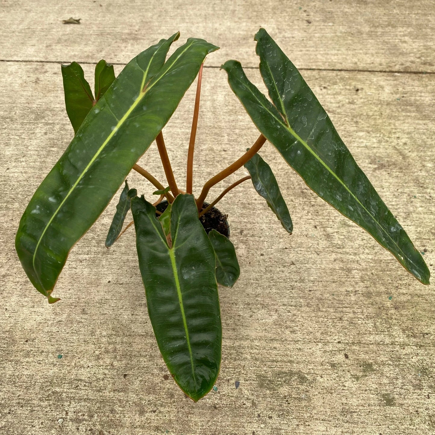 PHILODENDRON BILLIETIAE 4" POT