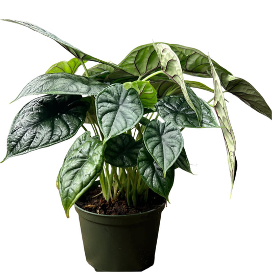 ALOCASIA DRAGON SCALE 6" POT