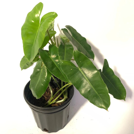 PHILODENDRON BURLE MARX 6" POT