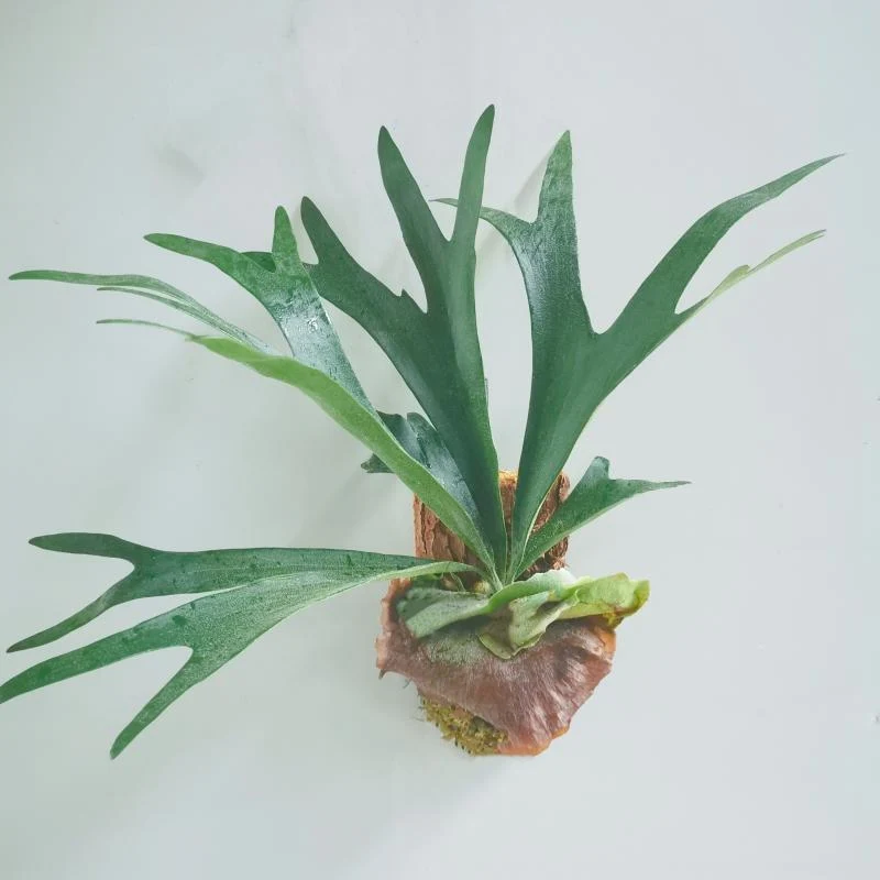 FERN-ELKHORN STAGHORN 6" POT