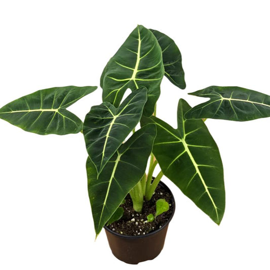 ALOCASIA FRYDEK 6" POT