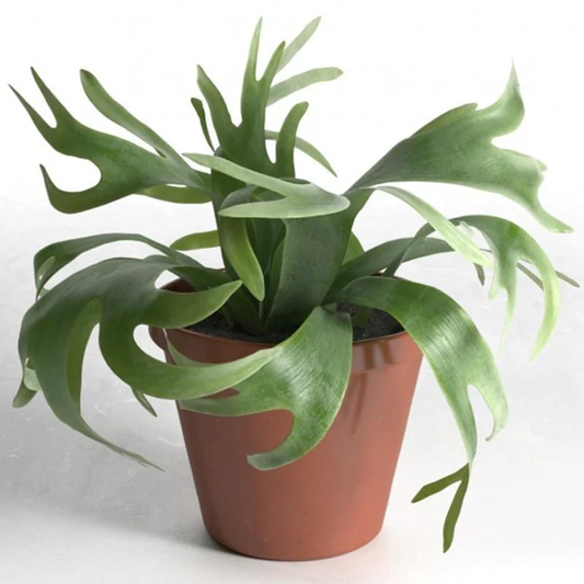 FERN-ELKHORN STAGHORN 6" POT