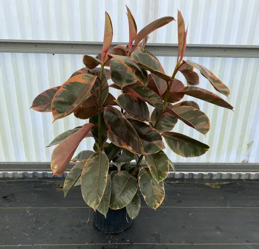 FICUS RUBY 12" POT