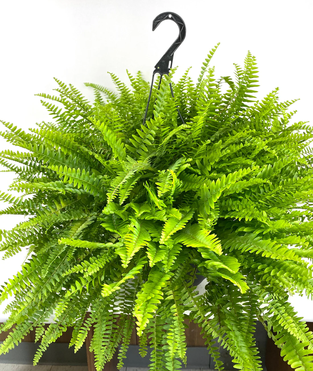 FERN BOSTON HANGING BASKET 10" POT