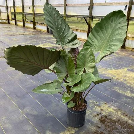 ALOCASIA METAL HEAD 12" POT