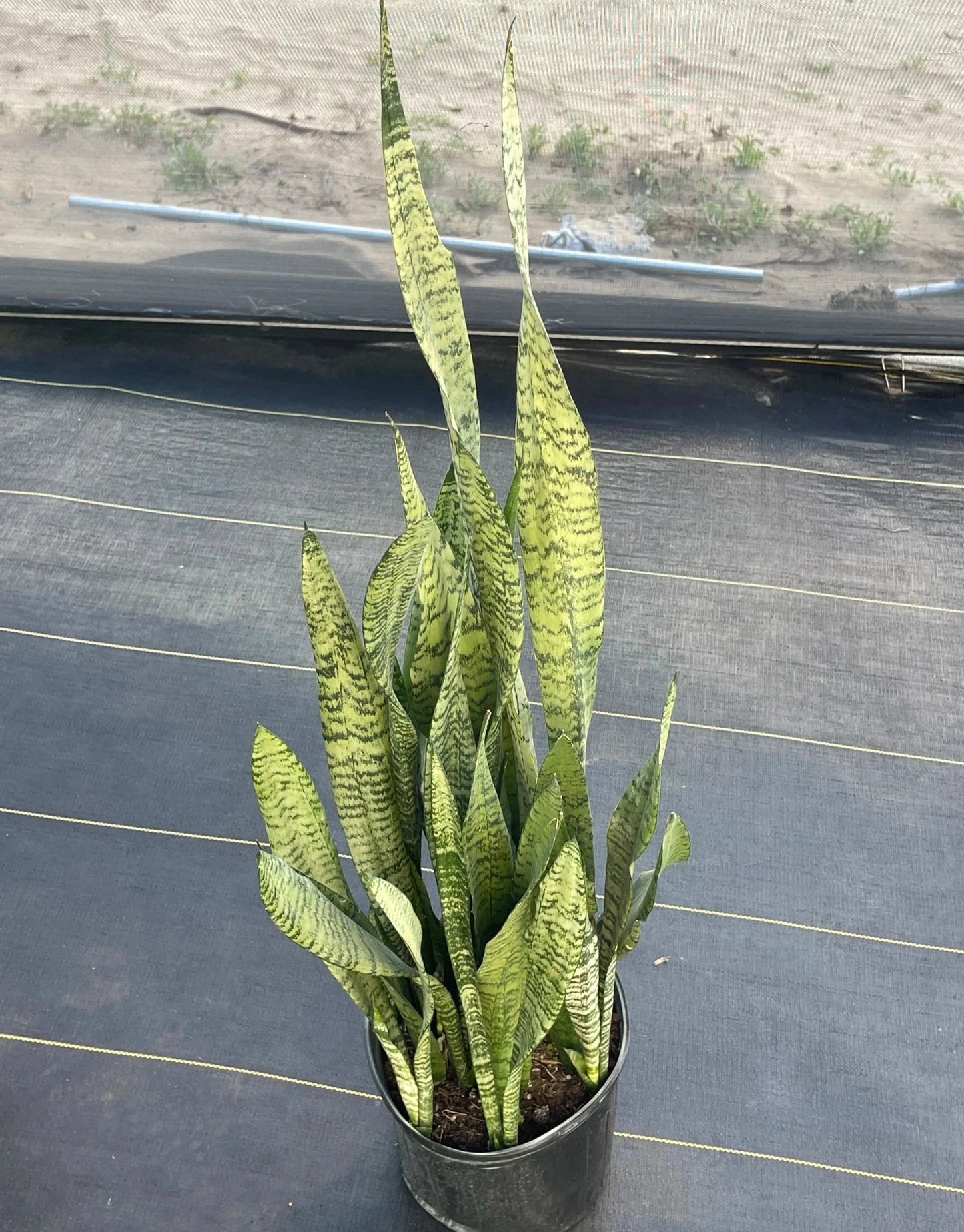 SANSEVIERIA ZEYLANICA 10" POT