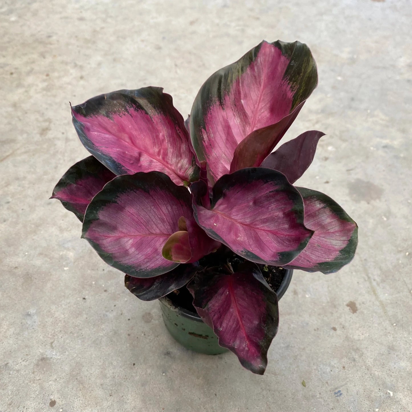 CALATHEA PURPLE ROSE 4" POT