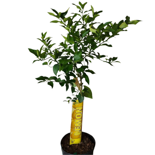 CITRUS-LEMON STANDARD 12” POT