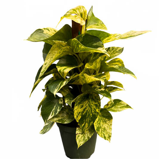 TOTEM-POTHOS MARBLE QUEEN 10" POT