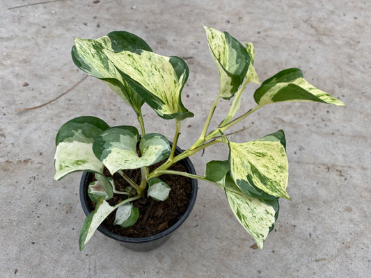 POTHOS MANJULA 4" POT