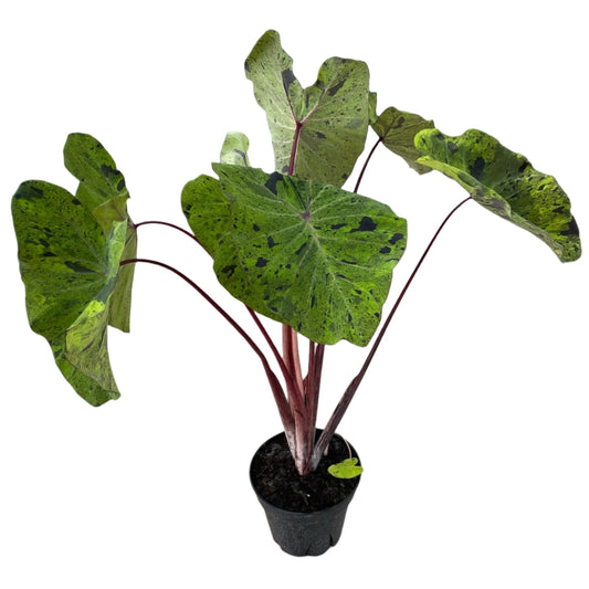 ALOCASIA MOJITO 8” POT