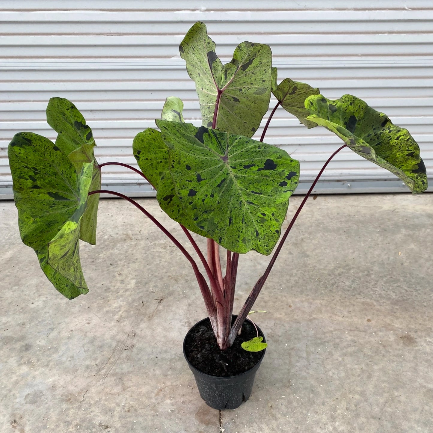 ALOCASIA MOJITO 8” POT