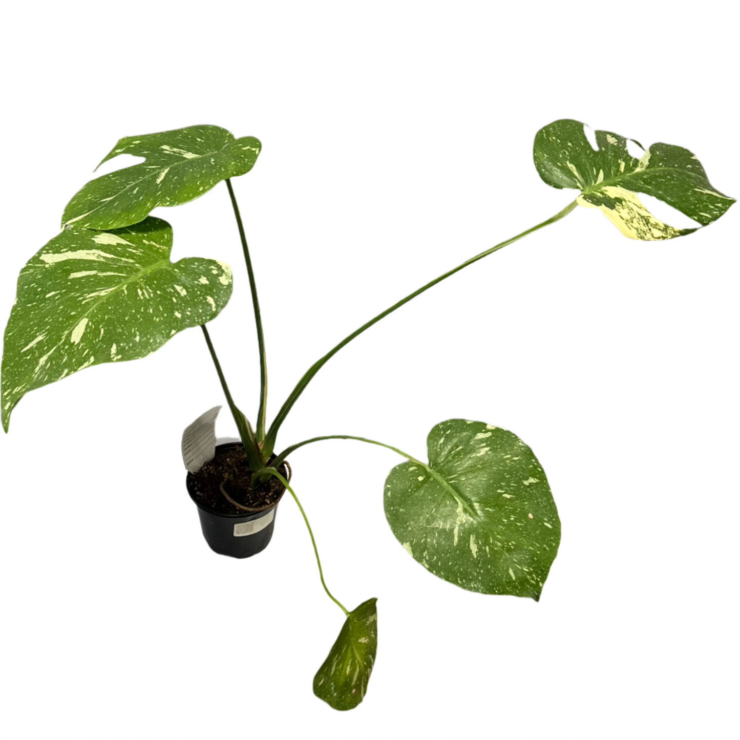 PHILODENDRON MONSTERA THAI CONSTELLATION VARIEGATED 4" POT