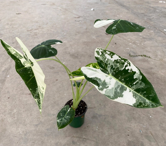 ALOCASIA FRYDEK VARIEGATED 4" POT