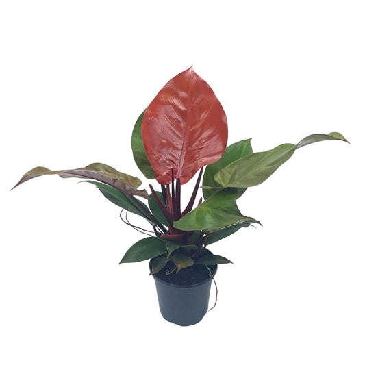PHILODENDRON RED MOON 6" POT