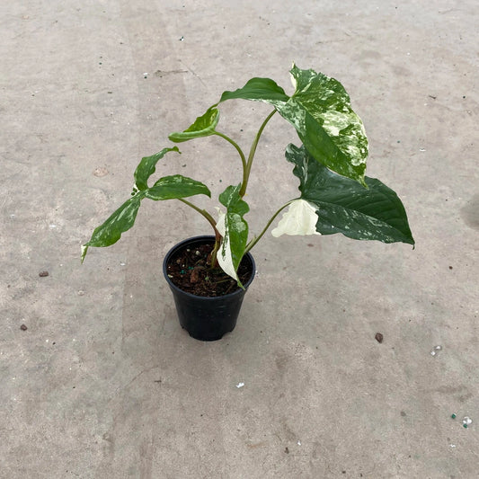 SYNGONIUM ALBO 4" POT