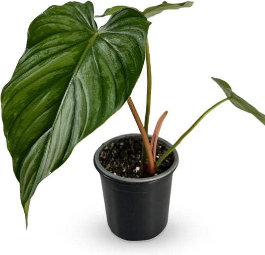 PHILODENDRON PASTAZANUM 10" POT