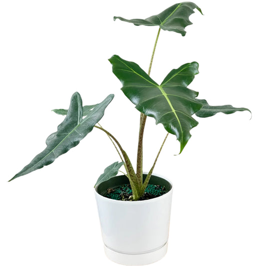 ALOCASIA SARIAN 6" POT