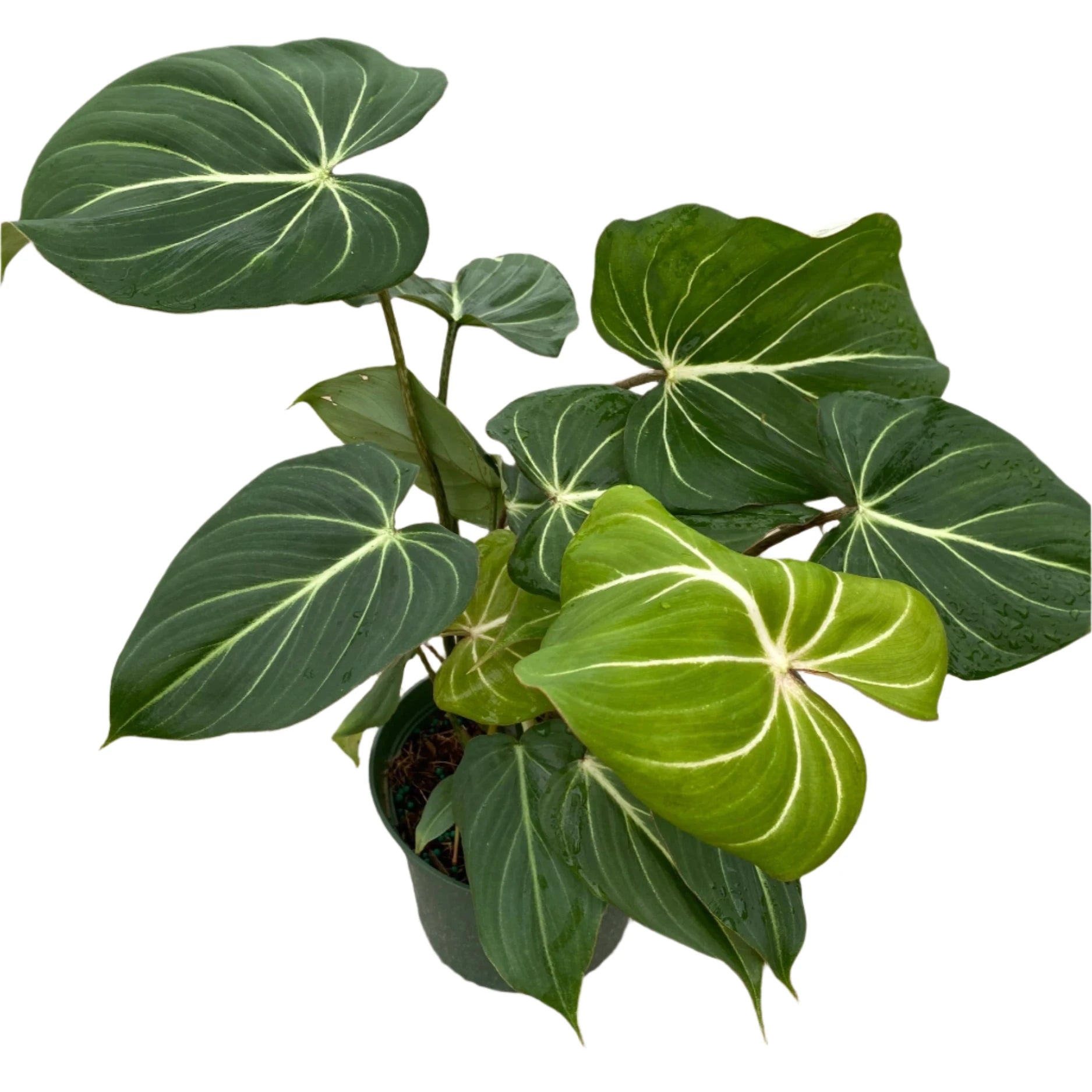 philodendron gloriosum pot PHILODENDRON GLORIOSUM 6