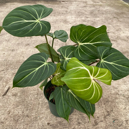 PHILODENDRON GLORIOSUM 6" POT