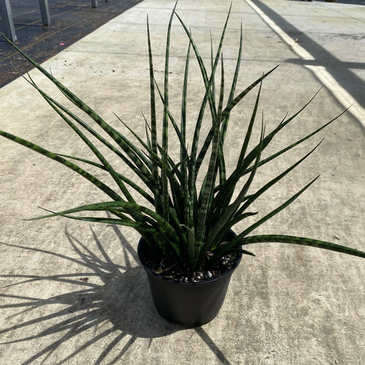 SANSEVIERIA FERNWOOD 6" POT