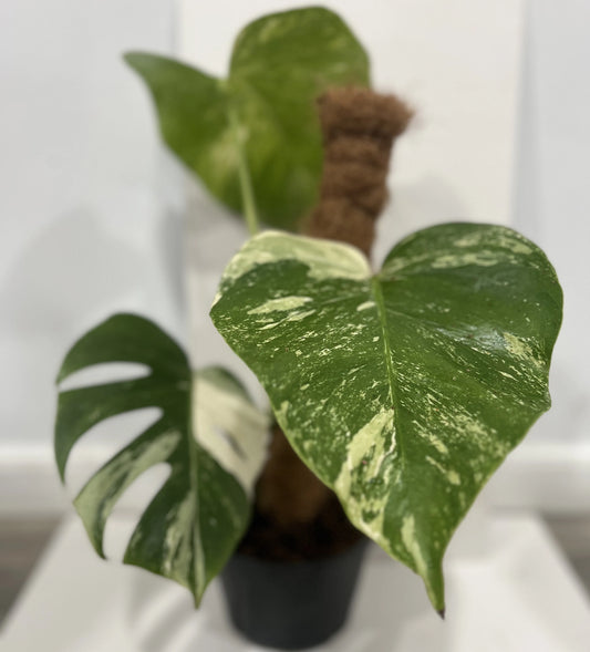 MONSTERA ALBO 6" POT